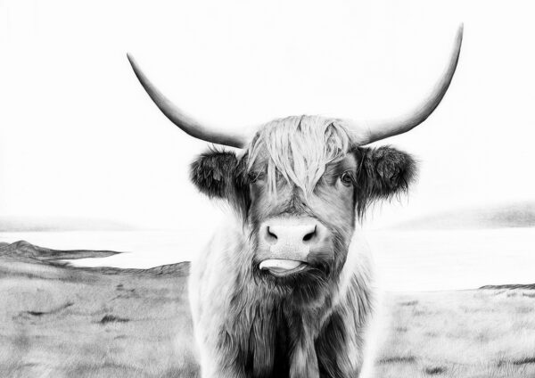 Hamish the Highland Cow. Limited Edition Giclee Print.