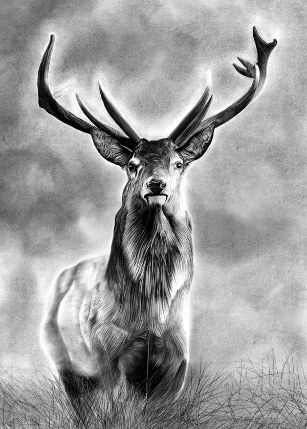 Highland Stag Print. Open Edition Giclee Print