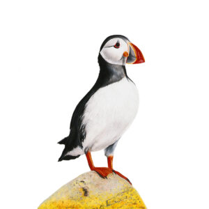 Puffin Drawing