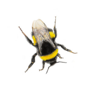 Bumble Bee Colour Pencil Drawing