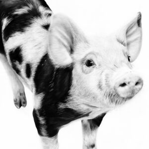 Graphite and Charcoal Pig Drawing