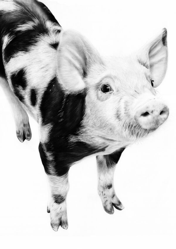 Graphite and Charcoal Pig Drawing