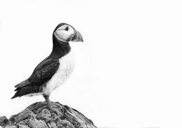 The Atlantic Puffin - Image 2
